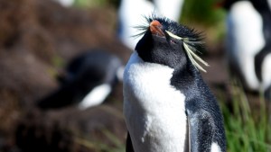 Hacen censo con drones de los pingüinos “punk” que tienen penacho amarillo