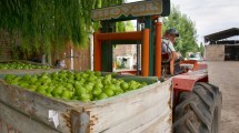 Imagen de Ley ómnibus: el pedido de aumento de retenciones y qué pasará con la fruticultura