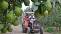 Imagen de Determinaron el costo de producción de peras y manzanas para esta temporada