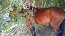 Imagen de Robaron en una despensa de Bariloche y se fueron a caballo