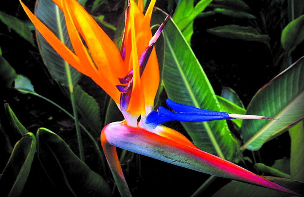 Jardín: ave del paraíso, una llamarada de color