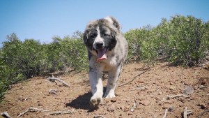 Se usan más perros entrenados para cuidar al ganado y a especies nativas