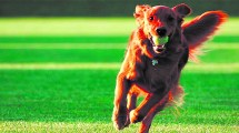 Imagen de Comportamiento canino: las diferencias entre educar, adiestrar y entrenar