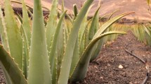 Imagen de Aloe Vera: pocos cuidados y muchos beneficios