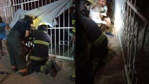 A un perro se le trabó la cabeza en una reja y lo rescataron los bomberos