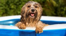 Imagen de Ola de calor: consejos para cuidar a nuestros animales