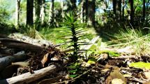 Imagen de Advierten que no se pueden recolectar piñones en zonas del Parque Nacional Lanín