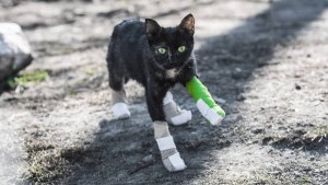 La historia solidaria detrás de la foto del gato que se salvó de las llamas en la cordillera