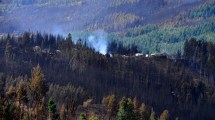 Imagen de Investigadoras del Conicet advierten que la proliferación de pinos favorece los incendios