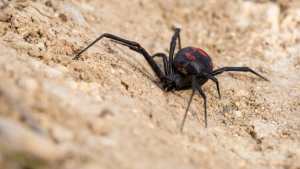 La viuda negra es el animal venenoso que más picaduras produce en la gente