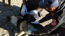 Imagen de Un perro muy enfermo por los incendios de Chubut logró pedir ayuda y lo salvaron