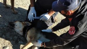 Un perro muy enfermo por los incendios de Chubut logró pedir ayuda y lo salvaron