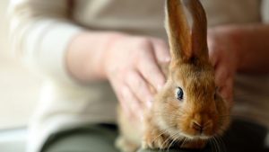 Un conejo en casa: lo que hay que saber para cuidarlo mejor