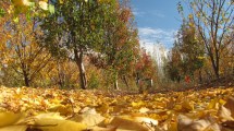 Imagen de Otoño, la estación más linda de la región