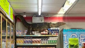 Terror en Tailandia: un lagarto gigante trepó los estantes de un supermercado