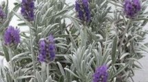 Imagen de Lavanda: el perfume más clásico de los jardines