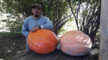 Imagen de Un vecino de Stefenelli cosechó zapallos gigantes de más de 30 kilos