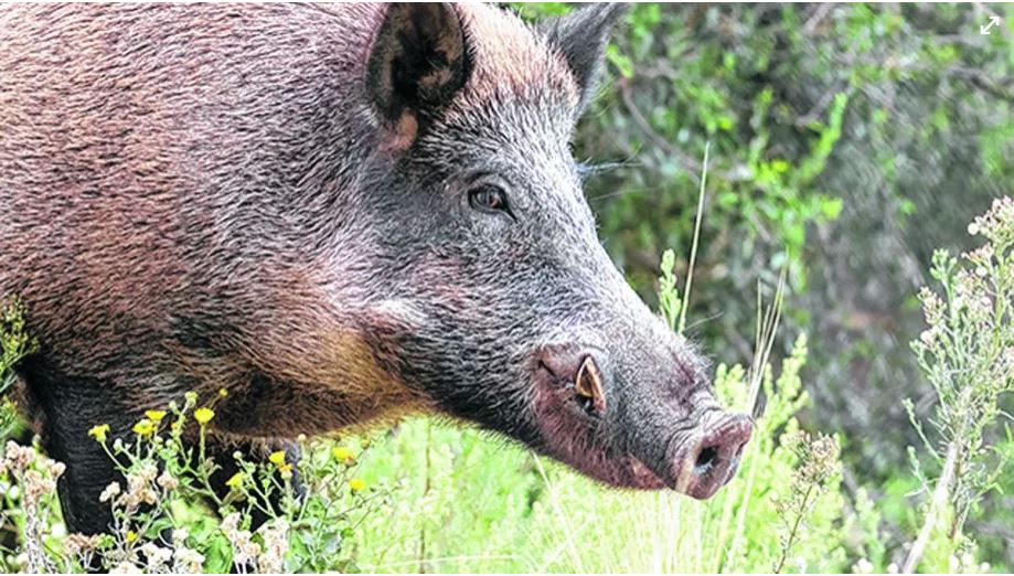 El jabalí es una de las especies invasoras que hay en Neuquén.  Foto: archivo