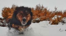 Imagen de La nieve volvió al norte neuquino y mostró toda su belleza en estas fotos y videos