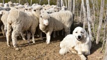 Imagen de La exitosa experiencia de perros protectores de ovejas en Valcheta y Ramos Mexía