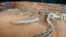 Imagen de El dinosaurio carnívoro más grande se va del museo del Chocón y así será su traslado