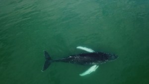 Navega libre una ballena jorobada que monitoreaban en San Antonio