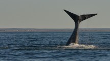 Imagen de Las ballenas adelantan su espectáculo en Las Grutas