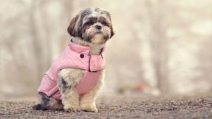 Pronóstico: ¡Brrr! Este lunes estrenan las temperaturas bajo cero en la región