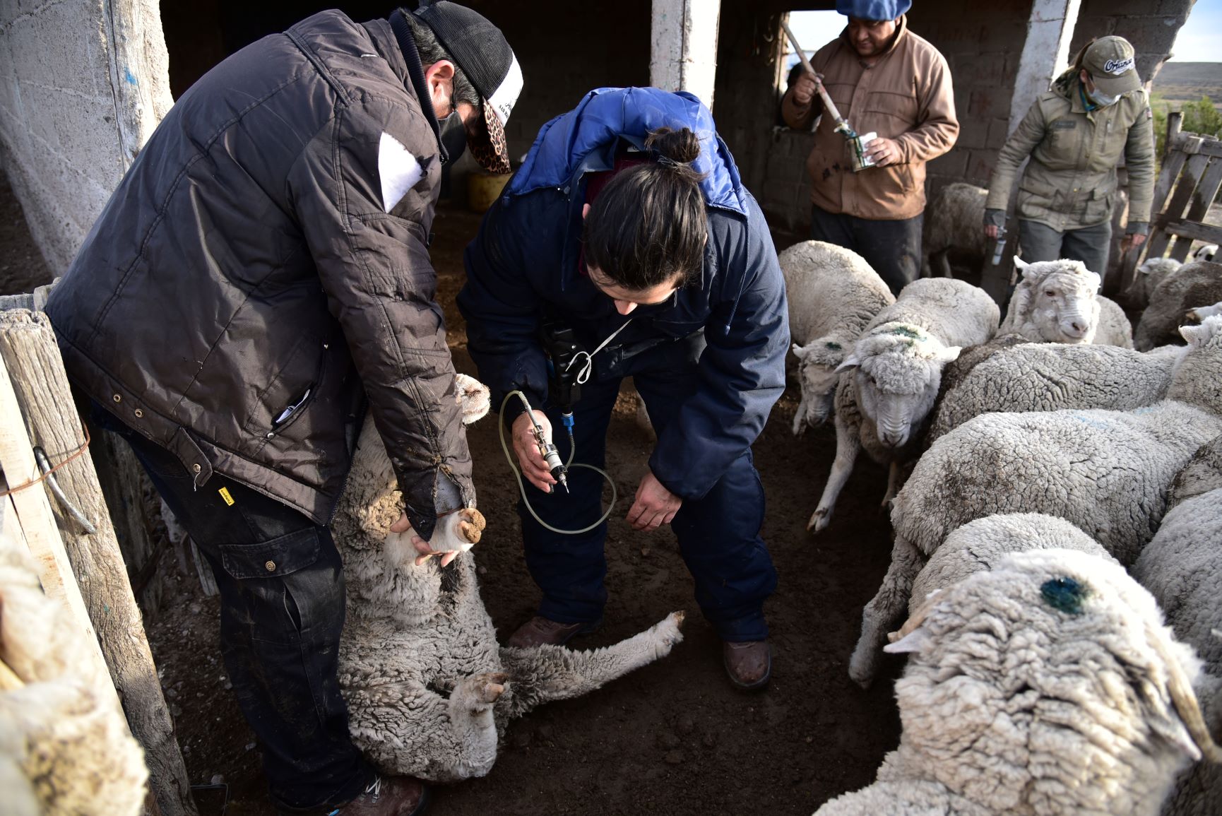 En unos 50 establecimientos ganaderos de la zona técnicos y campesinos trabajan para erradicar la sarna. Foto: Gentileza Juan Muñoz.  