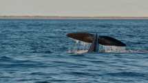 Imagen de Las Grutas: con una clase de cocina con Claudia Villafañe, se lanza la temporada de avistaje embarcado de ballenas