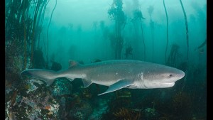 El tiburón gatopardo está amenazado por la pesca deportiva en las provincias de Río Negro y Chubut