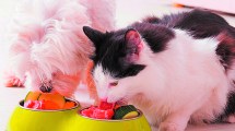 Imagen de Mitos y verdades sobre las dietas para perros y gatos