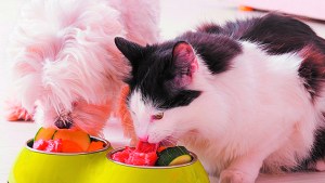 Mitos y verdades sobre las dietas para perros y gatos