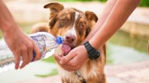 Imagen de Obesidad, nutrición e hidratación de las mascotas: los tips más importantes