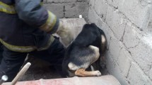 Imagen de A un perro se le atoró la cabeza en un lugar insólito y lo rescataron los bomberos