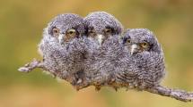 Imagen de Mañana arranca la semana de observación de aves en invierno de la Patagonia