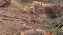 Imagen de El municipio denunció una tala ilegal de bosque nativo en Bariloche