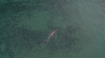 Imagen de Video: un delfín pesca en un cardumen en el atardecer de Las Grutas