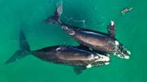 Imagen de Avistajes en vacaciones de invierno: las ballenas siguen llegando a Las Grutas