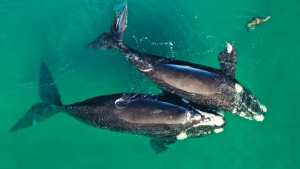 Avistajes en vacaciones de invierno: las ballenas siguen llegando a Las Grutas