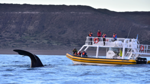 Vacaciones de invierno: el impresionante show de las ballenas en Puerto Madryn