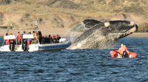 Imagen de Fin de semana largo en Puerto Madryn: las ballenas ya brindan un espectáculo natural extraordinario