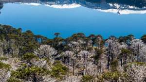 Se aprobó un importante proyecto para la conservación del pehuén en el Parque Lanín