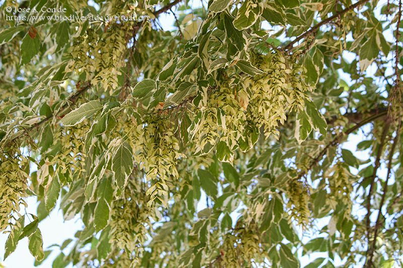 Invierno, el mejor momento para plantar árboles