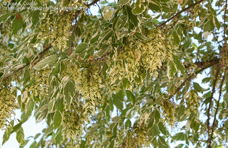 Invierno, el mejor momento para plantar árboles