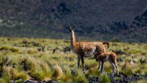 Con drones a diferentes alturas, monitorean cómo viven los guanacos