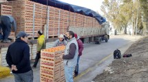 Imagen de Senasa decomisó cerca de 30 toneladas de cítricos con ingreso prohibido a la Patagonia