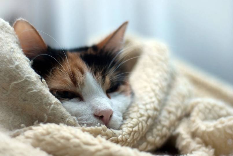 Hoy es un gran día para quedarse en la cama, si es que podés hacerlo.-