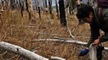 Imagen de Plantaron piñones en ocho hectáreas de un bosque quemado del parque Lanín