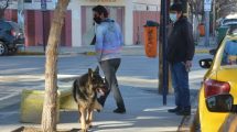 Imagen de Marcharán por la sobrepoblación de perros en Neuquén: «la problemática existe»